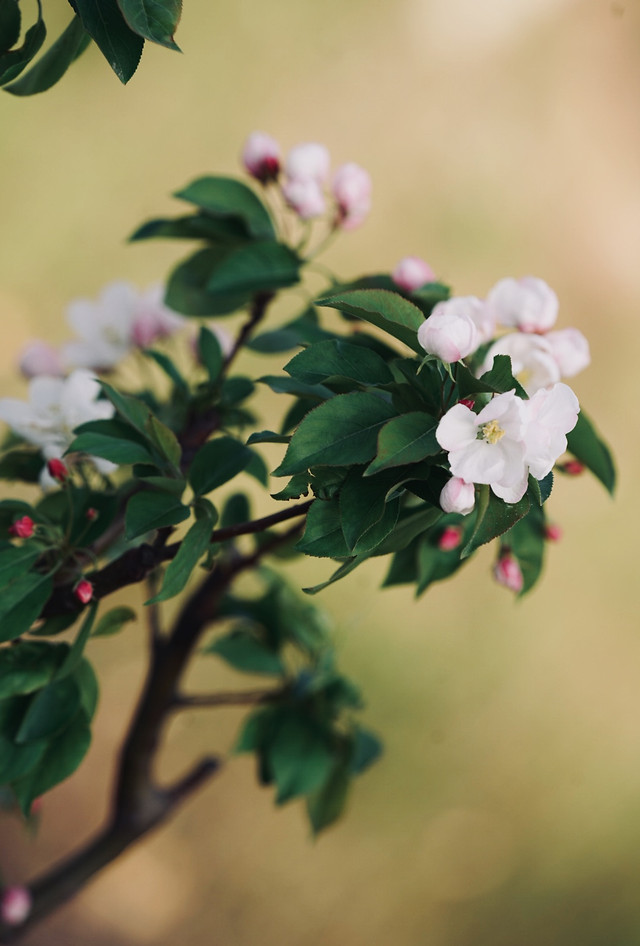 no-person-flower-leaf-nature-blur 图片素材