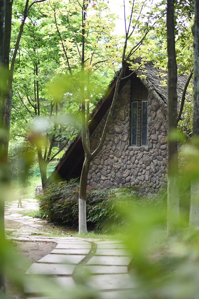 wood-nature-tree-summer-leaf 图片素材