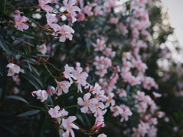 flower-garden-flora-nature-no-person picture material