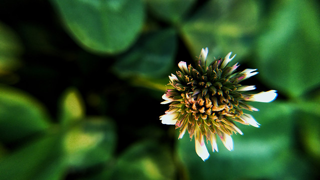 leaf-nature-no-person-flora-flower 图片素材