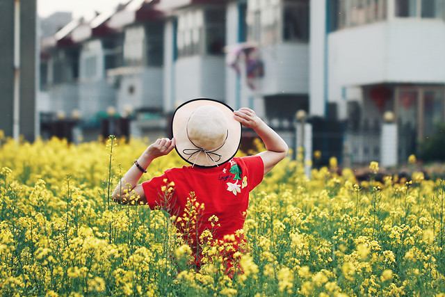 field-flower-yellow-nature-summer 图片素材