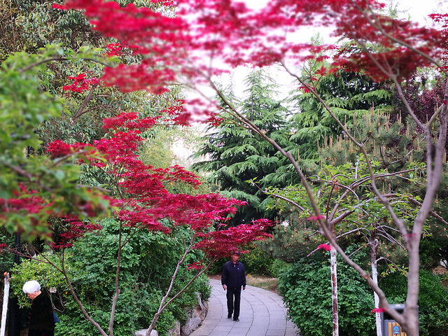 tree-park-leaf-garden-landscape 图片素材