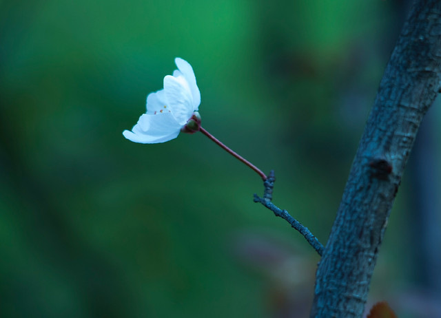 no-person-nature-leaf-blur-outdoors 图片素材