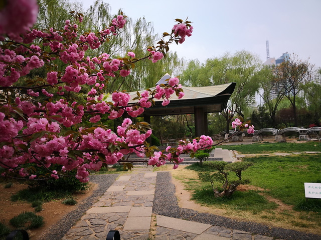 flower-garden-tree-plant-no-person picture material