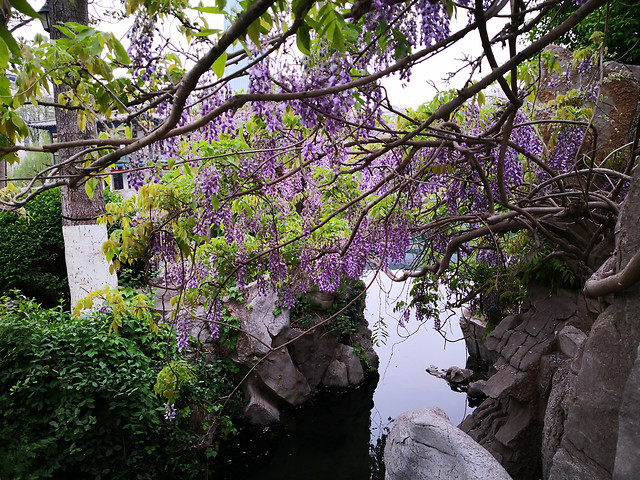 tree-nature-flower-leaf-garden 图片素材