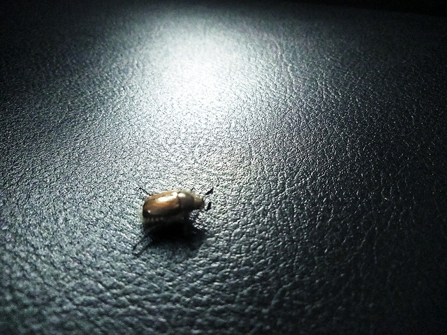 no-person-dark-invertebrate-one-insect 图片素材