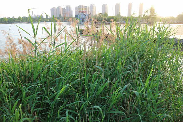 field-grass-flora-farm-agriculture picture material