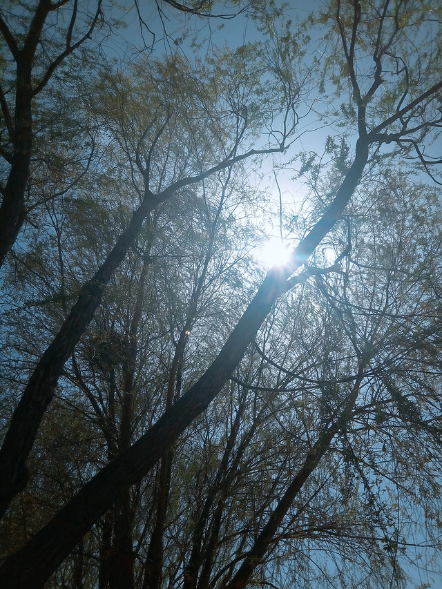 tree-wood-branch-landscape-park 图片素材