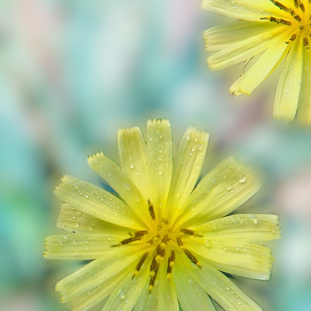 flower-nature-no-person-summer-yellow 图片素材