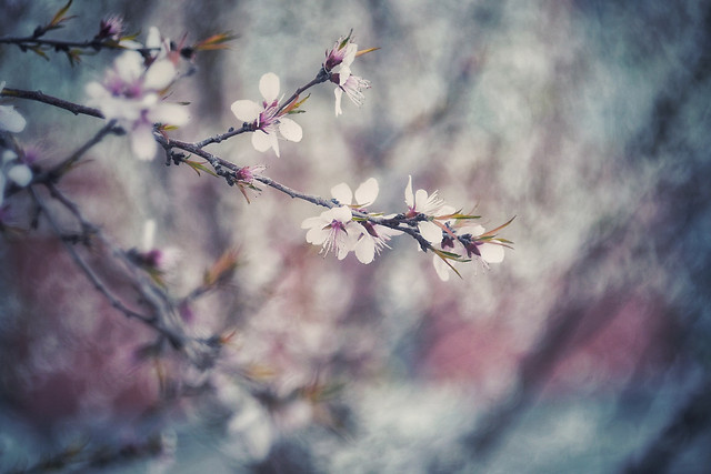 flower-nature-tree-no-person-branch 图片素材