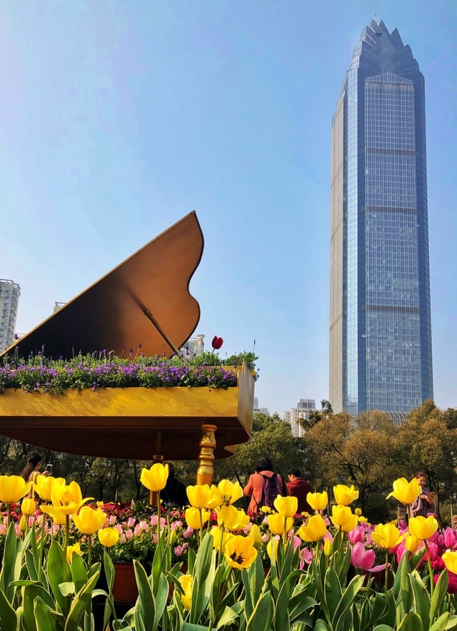 shimao-building-landmark-yellow-sky-flower picture material