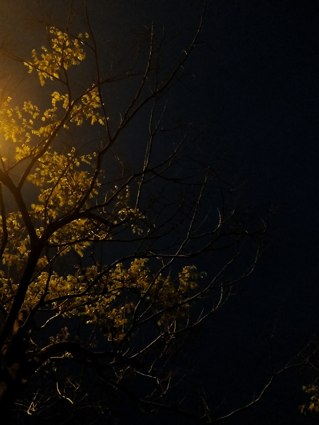fall-tree-landscape-no-person-gold picture material