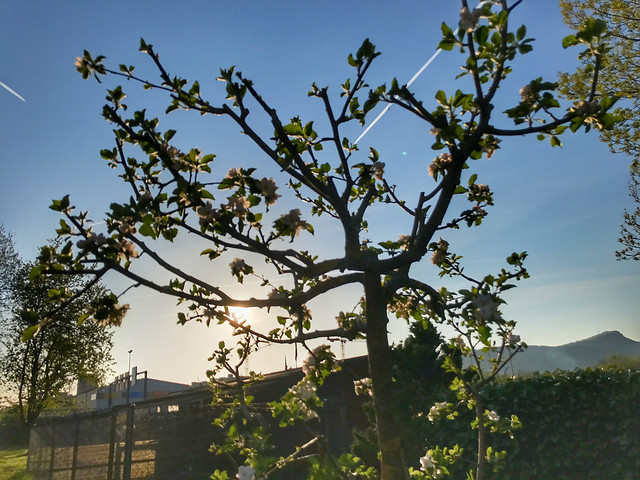 tree-landscape-branch-flower-sky 图片素材