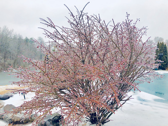 tree-winter-snow-landscape-branch 图片素材