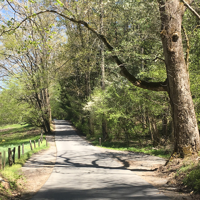 wood-road-nature-tree-guidance 图片素材