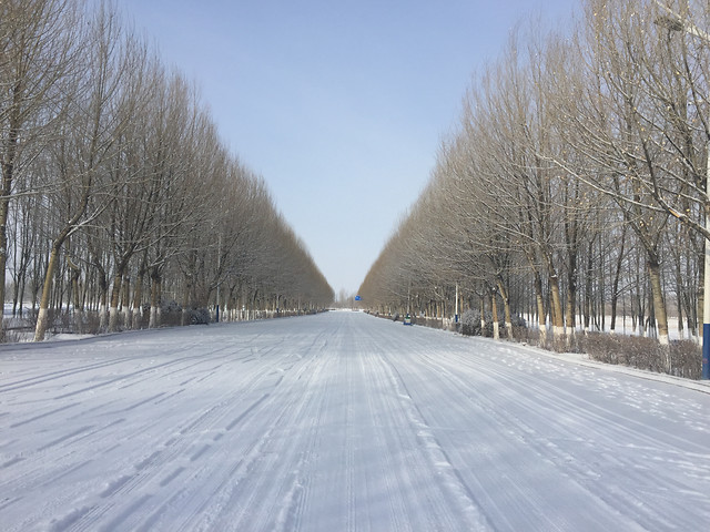 winter-snow-road-tree-frost 图片素材