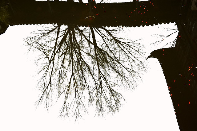 winter-tree-landscape-no-person-desktop 图片素材