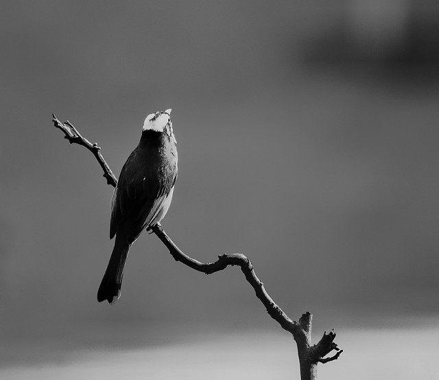 bird-no-person-wildlife-winter-snow picture material