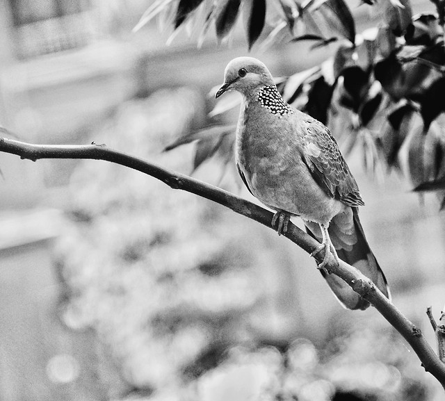 bird-nature-no-person-wildlife-pigeon 图片素材