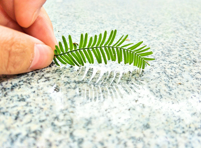 大理石与杉针 picture material