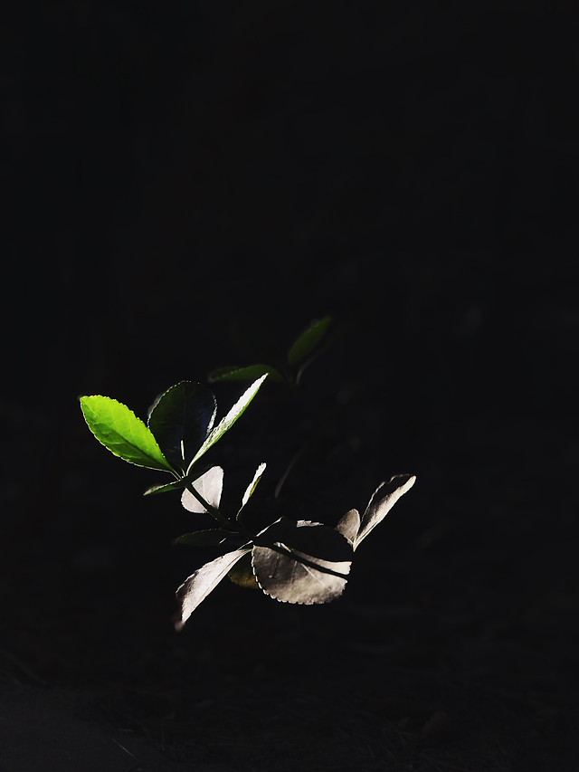 no-person-invertebrate-bird-insect-flower 图片素材