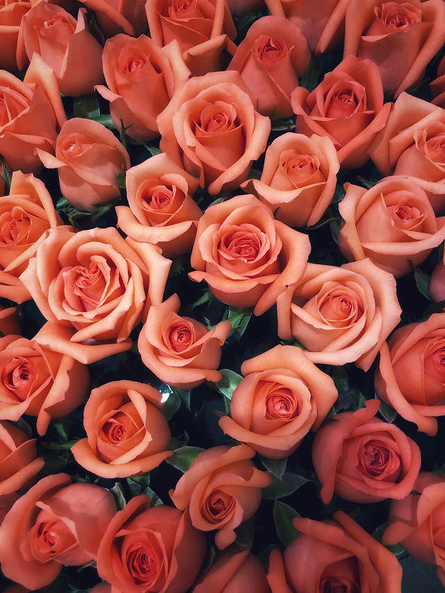 rose-love-bouquet-romance-flower picture material