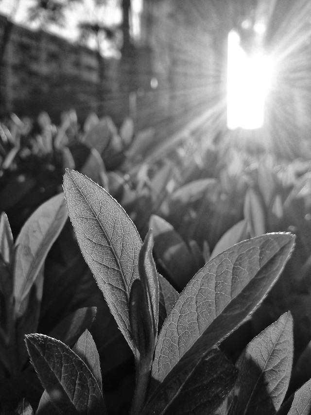 monochrome-leaf-no-person-nature-sepia picture material