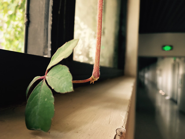 green-indoors-blur-no-person-wood 图片素材