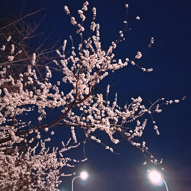 tree-winter-season-frost-branch 图片素材