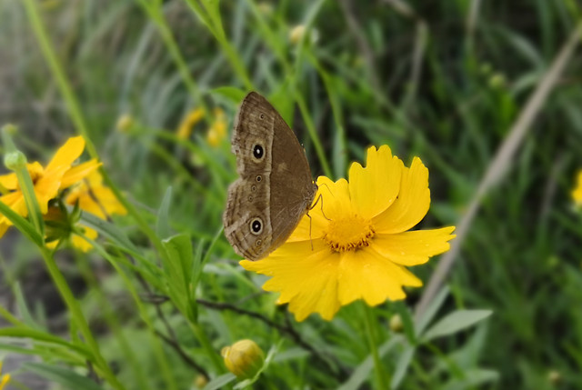 nature-summer-butterfly-flora-insect picture material