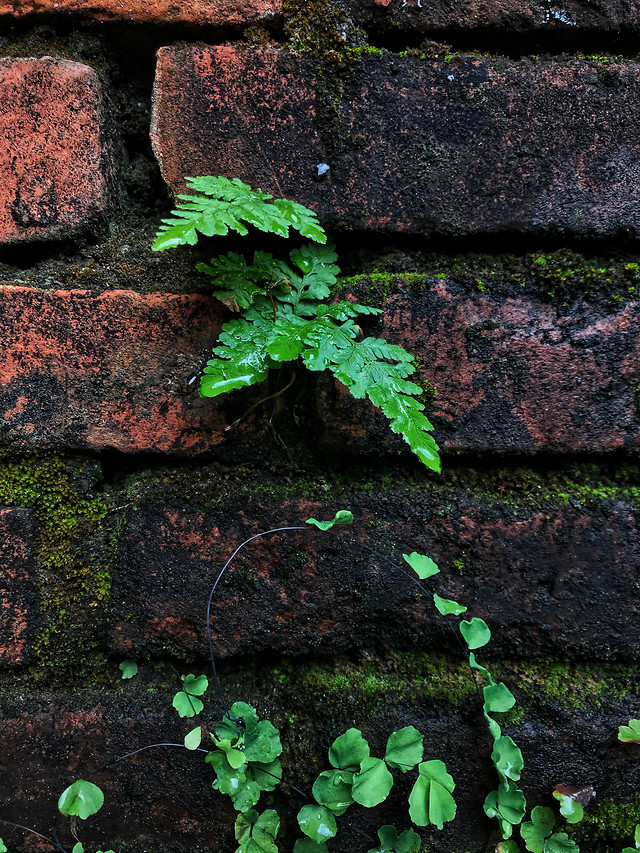 leaf-flora-desktop-nature-texture 图片素材