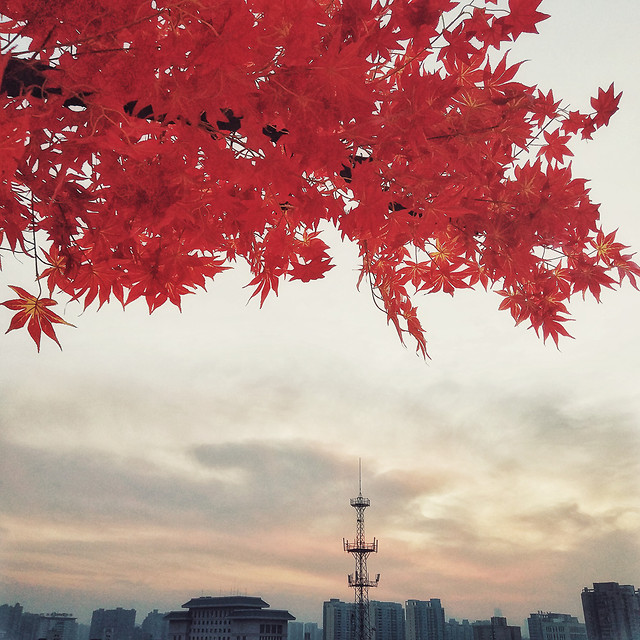 fall-no-person-maple-tree-leaf 图片素材