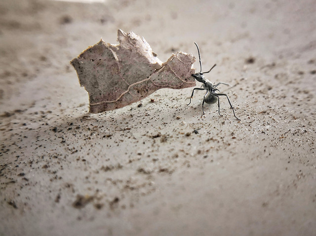 sand-nature-no-person-beach-desert 图片素材