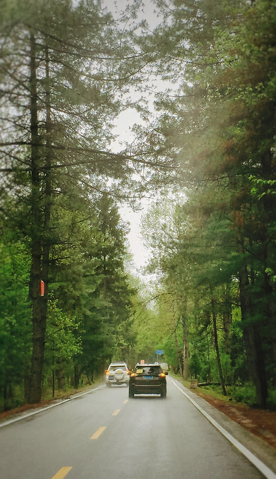 road-tree-wood-no-person-nature 图片素材