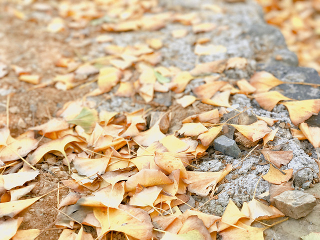 desktop-fall-texture-nature-no-person 图片素材