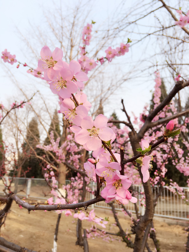 cherry-tree-branch-flower-nature 图片素材