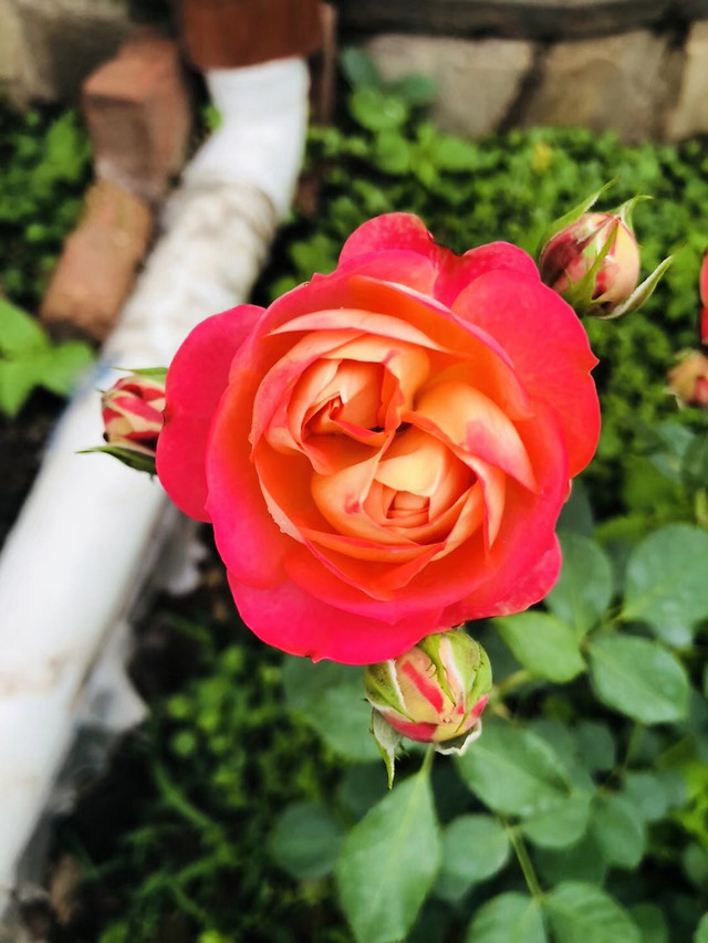 flower-rose-nature-love-flora picture material