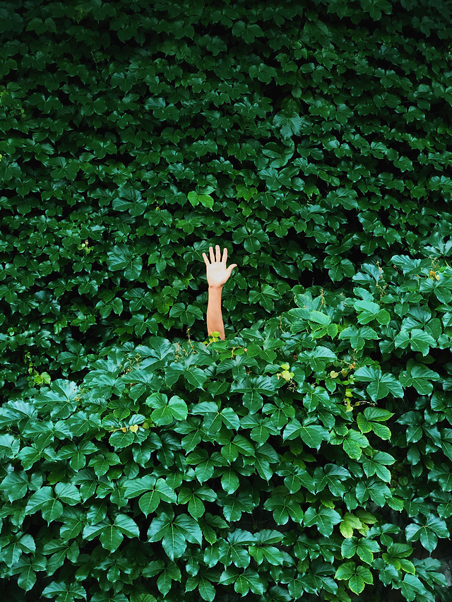 no-person-leaf-wood-nature-outdoors 图片素材