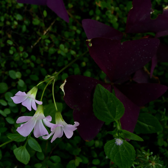 flower-leaf-nature-no-person-flora 图片素材