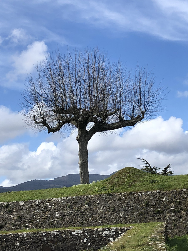 no-person-landscape-tree-sky-woody-plant 图片素材
