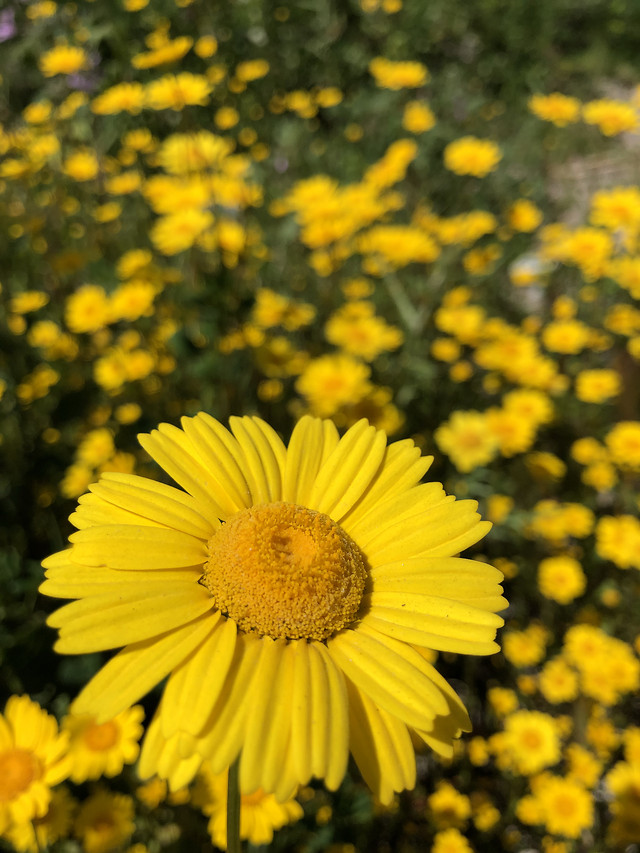 nature-summer-flower-flora-no-person picture material