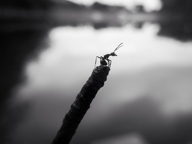 insect-monochrome-no-person-dof-nature 图片素材