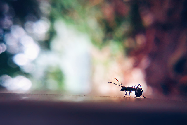 no-person-insect-blur-nature-wildlife 图片素材