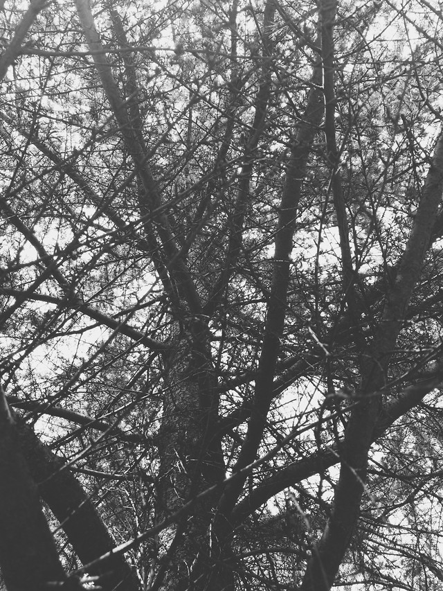 tree-wood-landscape-branch-nature 图片素材