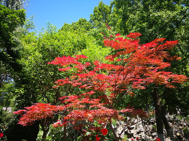 leaf-nature-park-tree-maple 图片素材