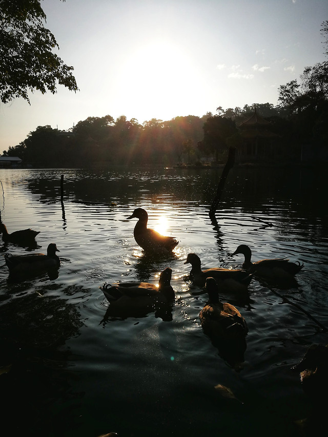 water-lake-river-dawn-reflection picture material
