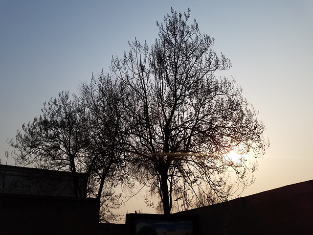 tree-dawn-winter-landscape-sky 图片素材