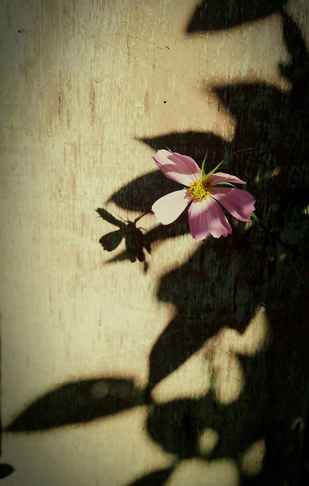 flower-pink-flora-art-no-person 图片素材