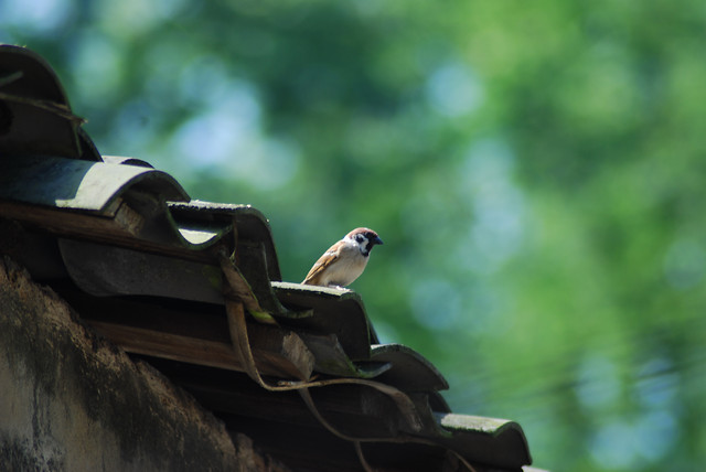 bird-nature-wildlife-wood-no-person 图片素材