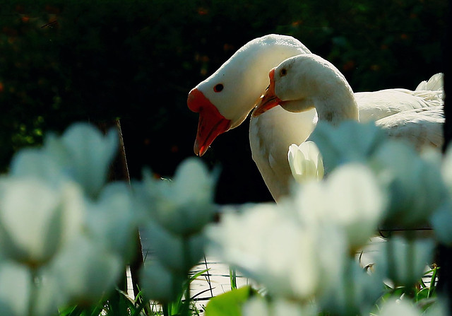 nature-bird-flower-garden-beak 图片素材